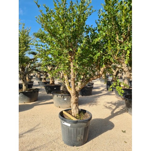 Punica granatum 30/40 70 lt